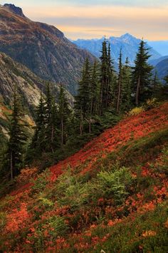 the mountains are covered in trees and grass with red flowers growing on them, as well as green foliage