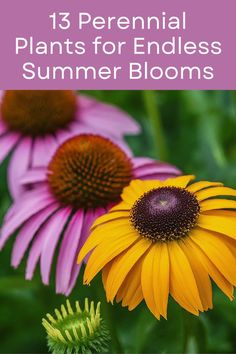 purple and yellow flowers with text overlay that reads, 13 perennial plants for endless summer blooms