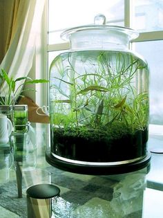 a glass jar filled with plants sitting on top of a table