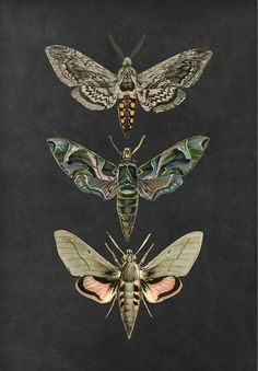 four moths on a black background, each with different colors and patterns in their wings