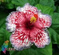 a close up of a flower with green leaves in the background and red and white stripes on it