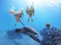 three people in scuba gear are swimming next to a turtle and another person is wearing goggles