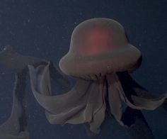 a jellyfish floating in the water with it's light on