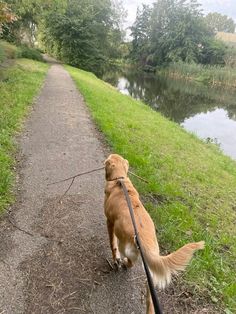 a brown dog walking down a path next to a river with a leash on it's side