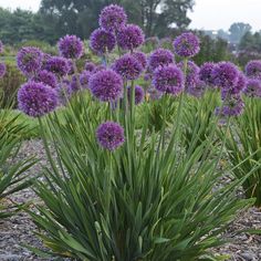 purple flowers are growing in the middle of a field with gravel and trees behind them