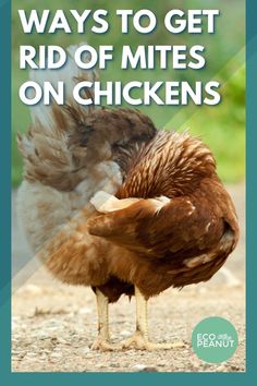 two chickens standing next to each other with the words, ways to get rid of mitts on chickens