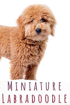 a small brown dog standing next to a sign that says miniature labradoodle