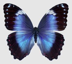 a blue butterfly with red spots on its wings