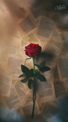 a single red rose sitting on top of an open book with pages flying around it