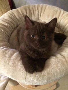 a black cat is sitting in a pet bed