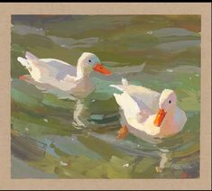 two white ducks floating on top of a lake next to another duck in the water