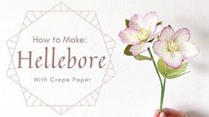 a hand holding a flower with the words how to make hellebore on it