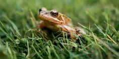 a frog is sitting in the grass looking at the camera