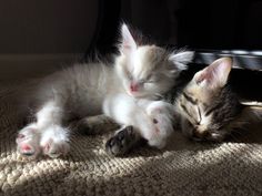 two kittens cuddling together on the floor