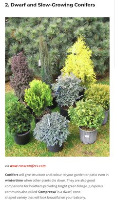 many different types of plants in pots on the grass near some bushes and pine trees