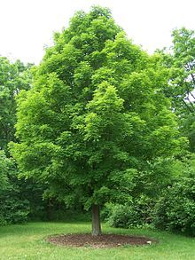 a large green tree sitting in the middle of a lush green field