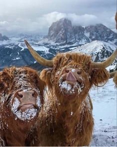 three yaks covered in snow with mountains in the background