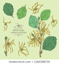 a bunch of different types of leaves on a green background with the words witch hazel