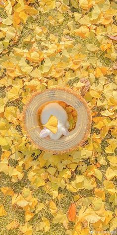 an overhead view of a hat on the ground surrounded by yellow leaves