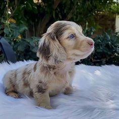 a small puppy sitting on top of a white fur covered floor