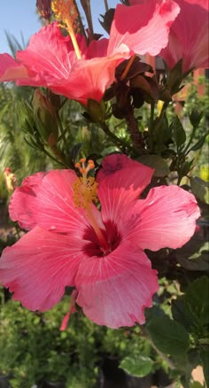 pink flowers blooming in the sun on a sunny day