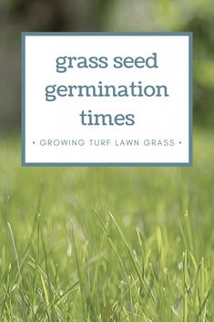 grass seed germination times growing turf lawn grass with text overlay that reads, grass seed germination times growing turf lawn grass