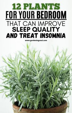 Medical Herbs, Household Plants, Inside Plants, Growing Plants Indoors, Recipe Community, Lavender Plant, Bedroom Plants, Improve Sleep Quality, House Plants Indoor