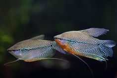 two blue and orange fish swimming in an aquarium