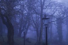 a lamp post in the middle of a foggy forest