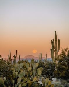 the sun is setting behind some cactus bushes