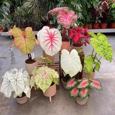 there are many different types of plants in pots