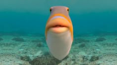 an underwater view of a fish with its mouth open