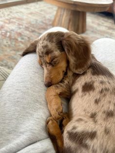 a brown and white dog laying on top of a couch next to a wooden table