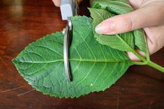 a person cutting leaves with scissors on a table