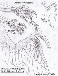 the anatomy of an animal's body and its skeletal bones, including two wings