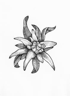 Edelweiss Tattoo, Tattoo Vintage, Flower Tattoo Meanings, Edelweiss Flower, Vintage Tattoo, Skin Art, Tattoo You, Life Tattoos, Inspirational Tattoos