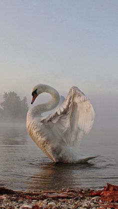 a swan is swimming in the water on a foggy day with its wings spread out