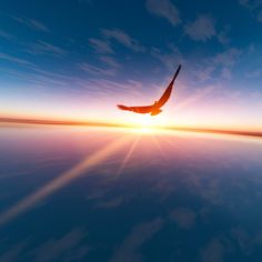 a bird flying over the water at sunset