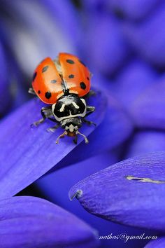 a lady bug sitting on top of a purple flower