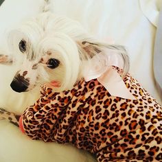 Every girl needs a little Leopard print.... #chinesecrested #fashion #dogsofinstagram #nycdogs #leopard #pink Girl Needs, Every Girl, Leopard Print