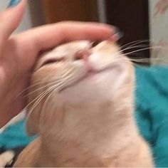 an orange and white cat is being petted by someone's hand on a blue blanket