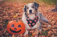 a dog sitting next to a pumpkin on the ground