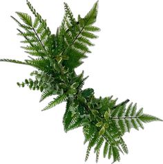 a plant with green leaves on a white background