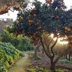 Beautyfull Pictures, Background References, Summer Dreaming, Green Vibes, Dream Jobs, Beautiful Aesthetic, Europe Vacation, Orange Tree, Italian Summer