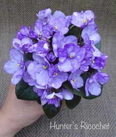 purple flowers are in the palm of someone's hand