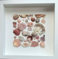 a white frame with various seashells in it