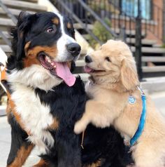 two dogs are playing with each other on the sidewalk near some stairs and railings