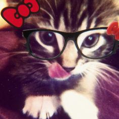 a kitten wearing glasses with a red bow on its head and tongue sticking out from behind it