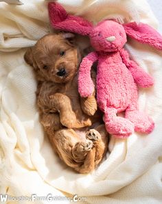 two puppies are laying next to each other on a blanket with a pink stuffed animal