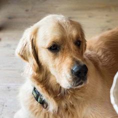 a brown dog sitting on top of a wooden floor next to a white bowl filled with food